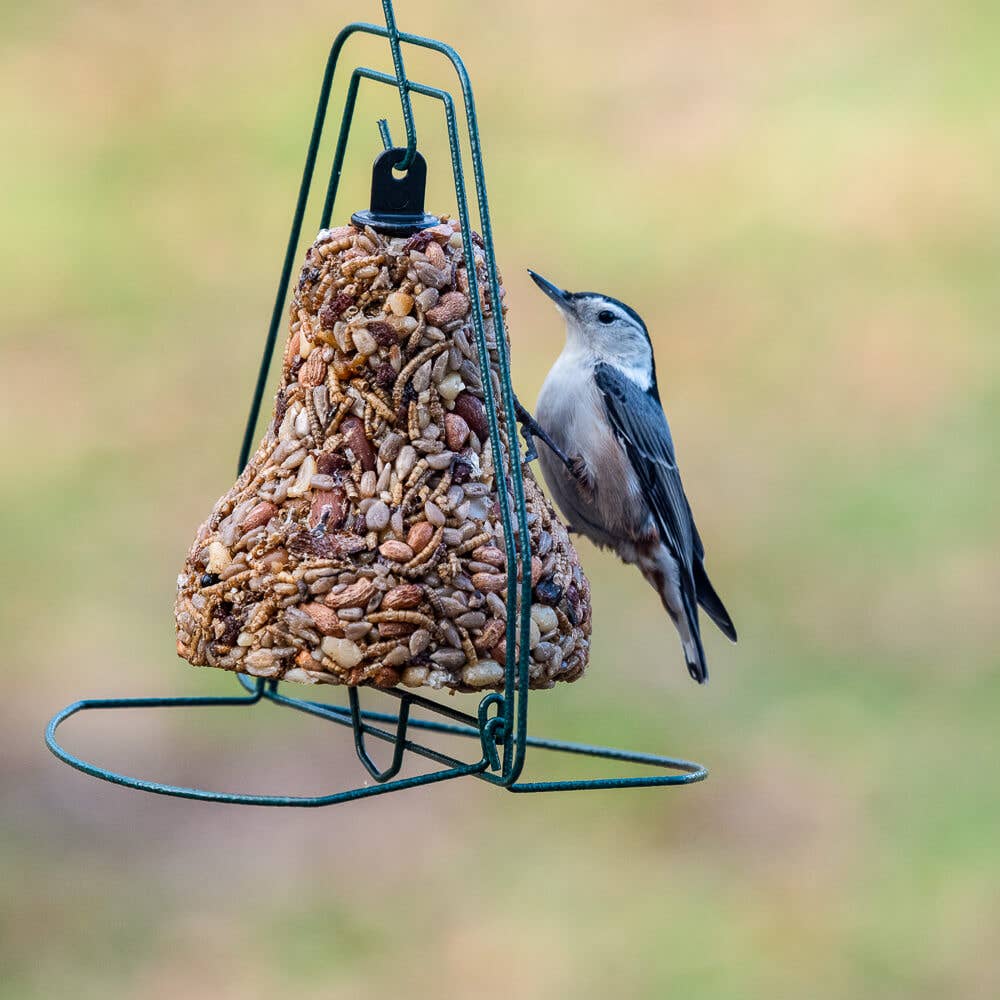 Bird Seed - Golden Safflower Bell