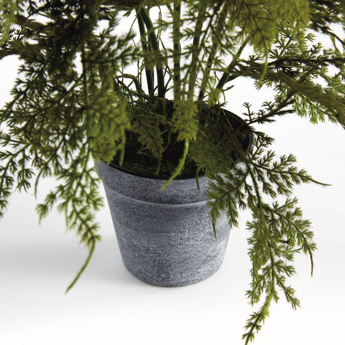 Drop-In - Plumosa Fern 17"
