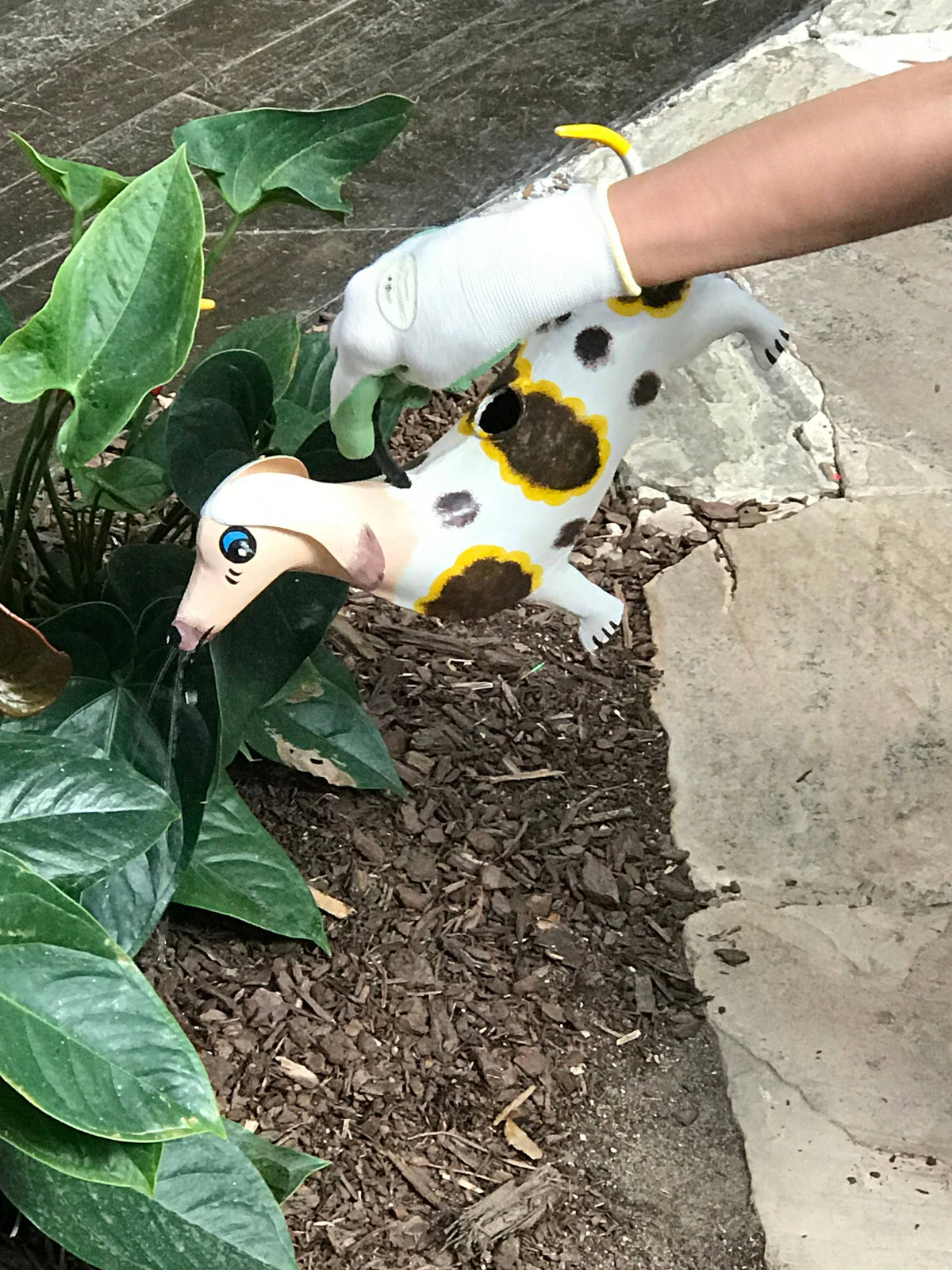 Watering Can - Dora Dachshund