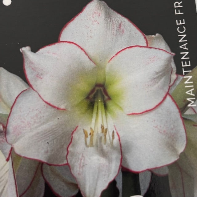 Amaryllis 7 - Picasso with Silver & Green Glitter Wax