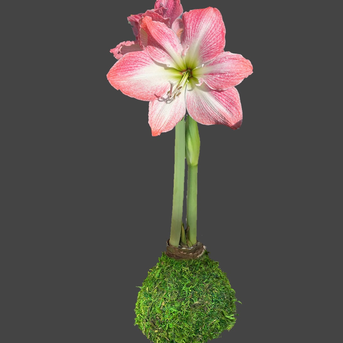 Amaryllis - Cherry Blossom Variety with Spanish Moss