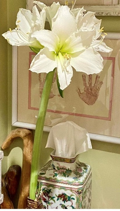 Amaryllis Bulb - White Bloom / Spanish Moss