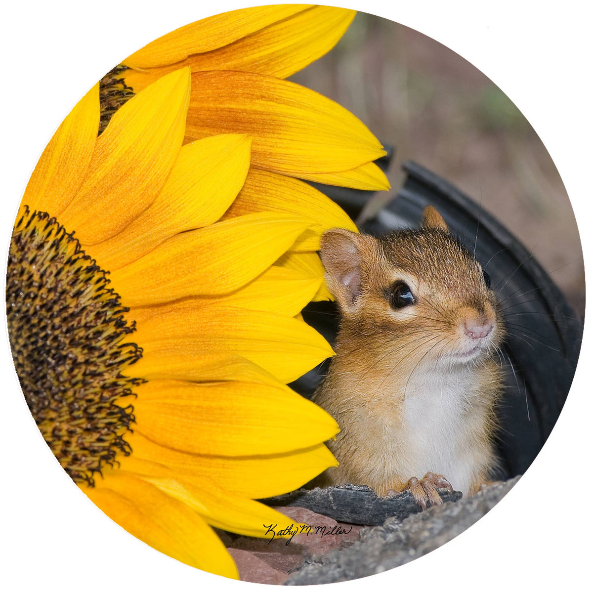 Jar Opener - Chipmunk