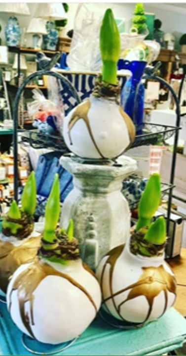 Amaryllis Bulb - PRE-ORDER