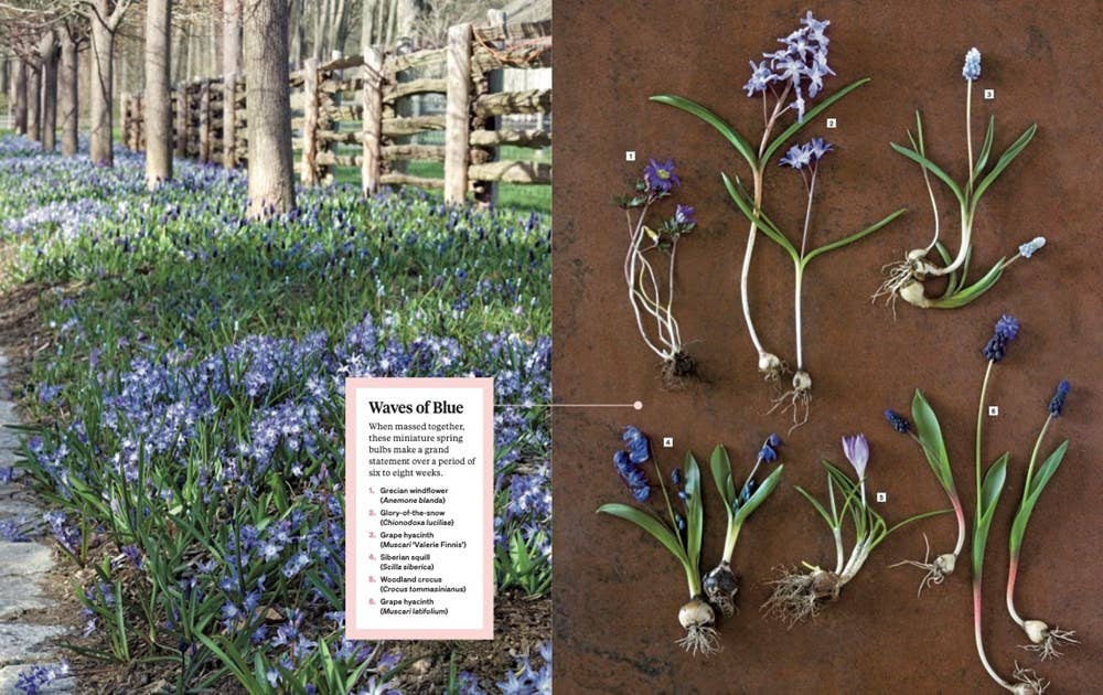 Book - Martha Stewart's Gardening Handbook