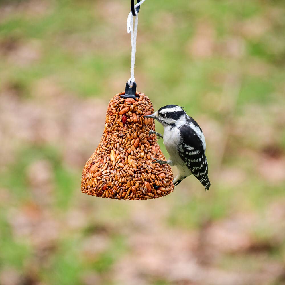 Bird Seed - Golden Safflower Bell