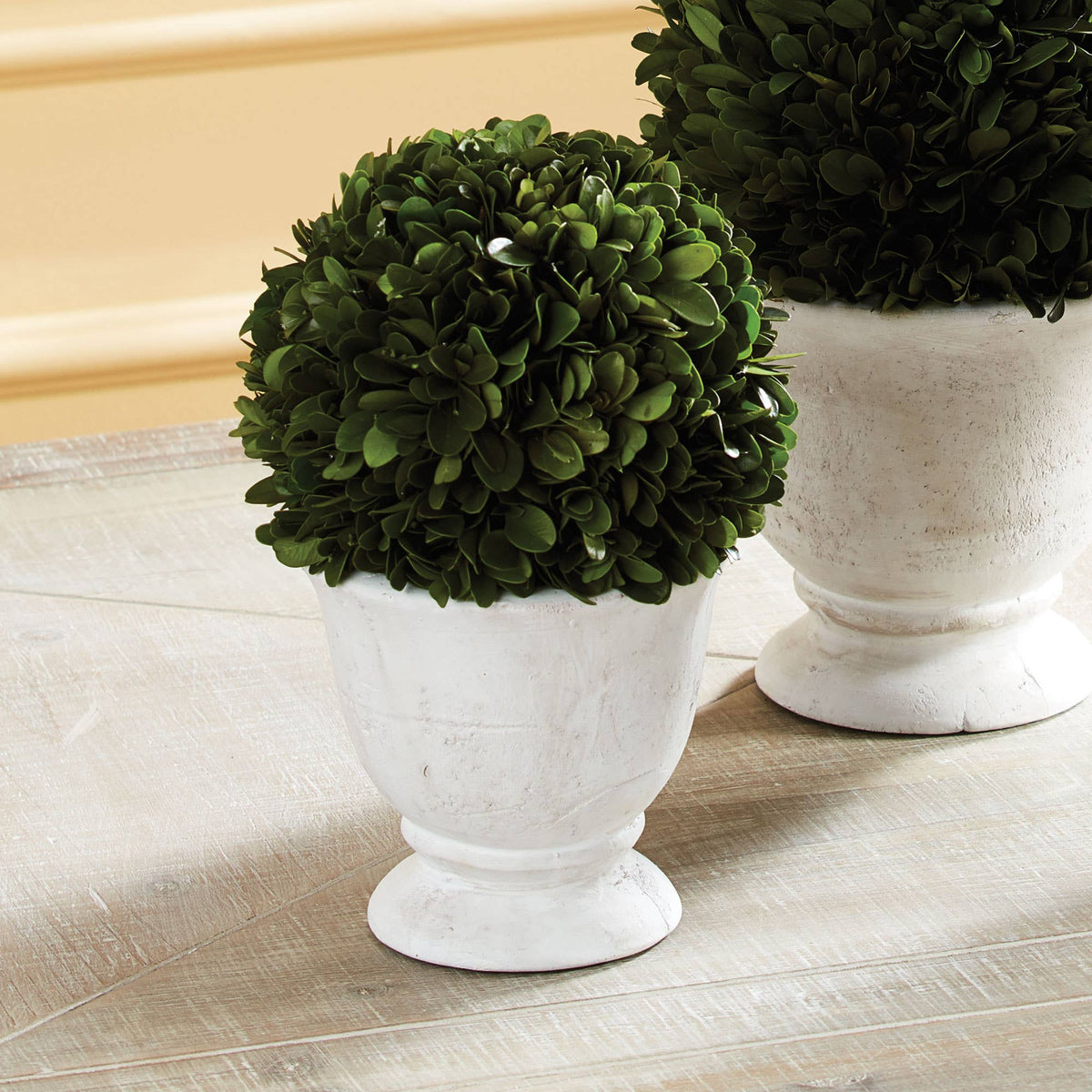 Topiary - Boxwood Ball in White Pot