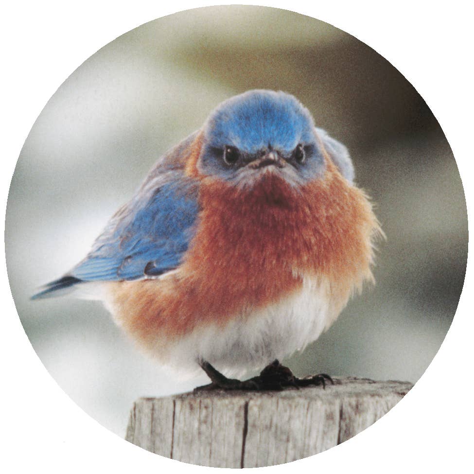 Jar Opener - Mad Bluebird
