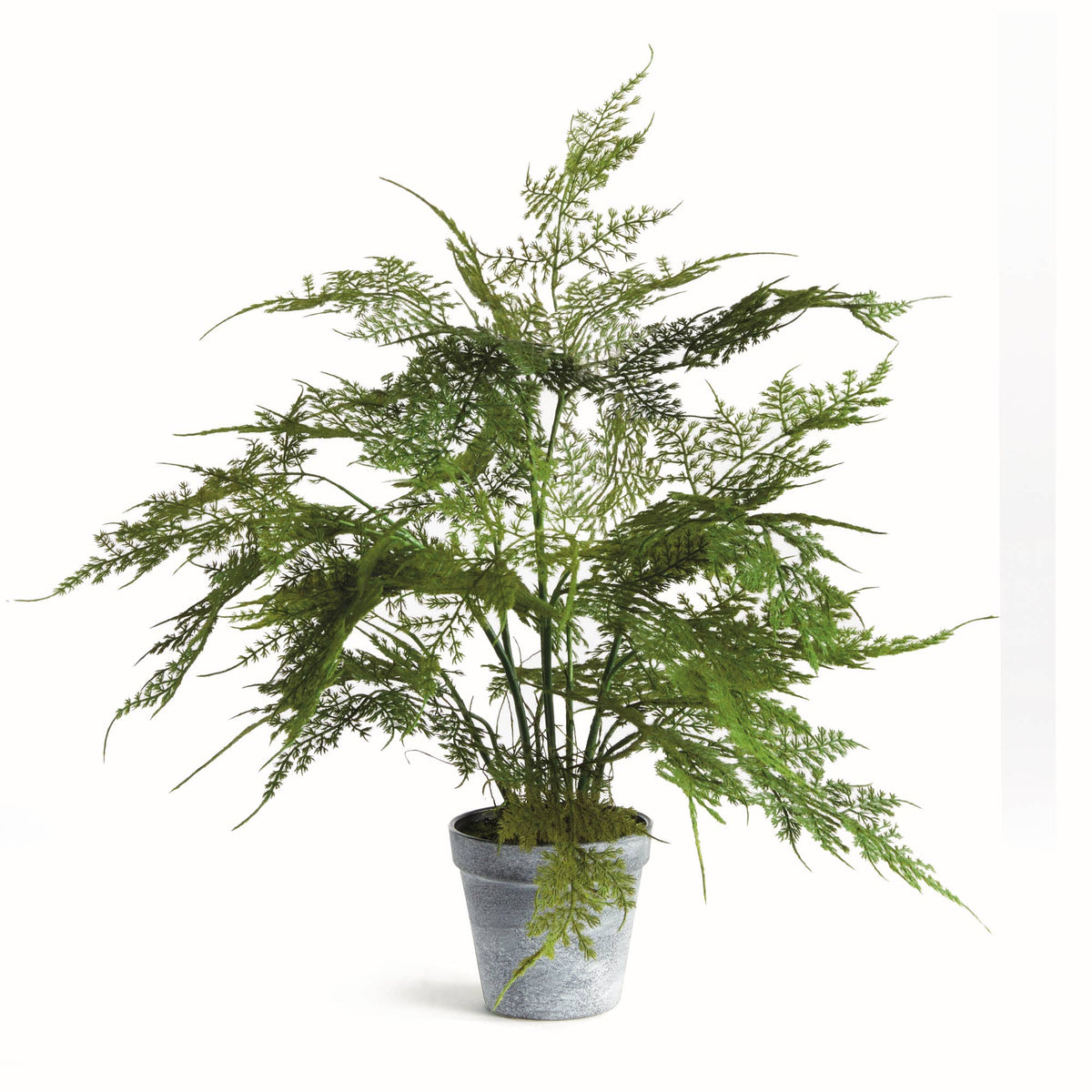 Drop-In - Plumosa Fern 17"