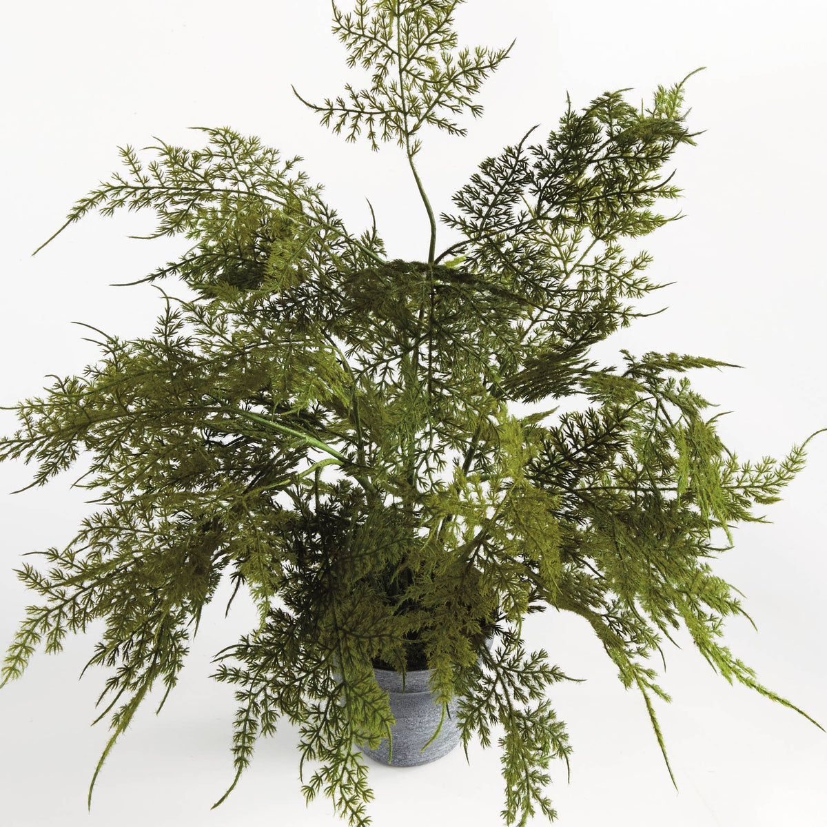 Drop-In - Plumosa Fern 17"