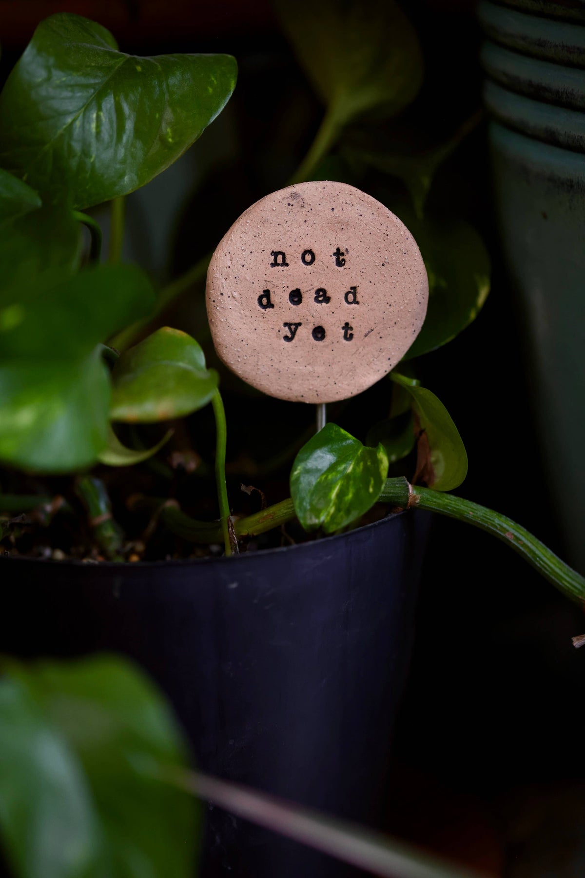 Plant Stake - Not Dead Yet