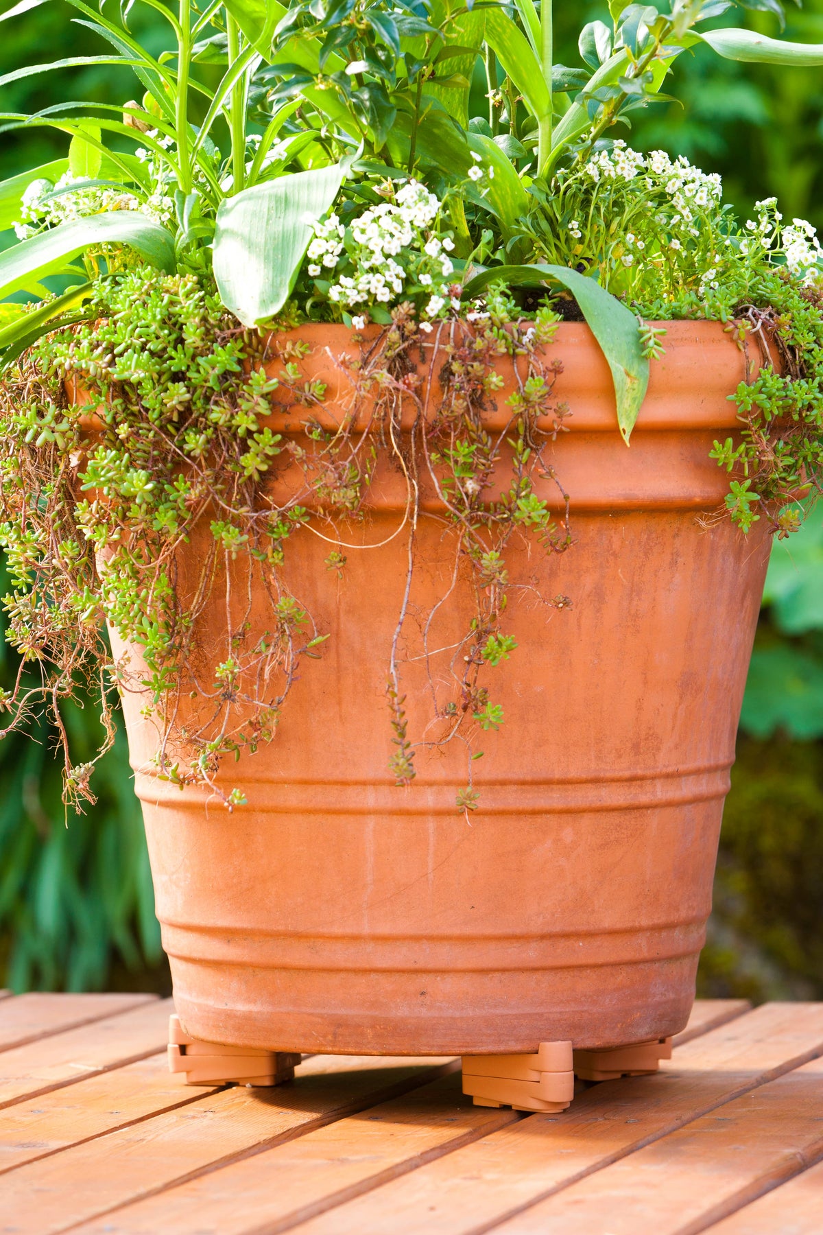 Planter - Pot Toes