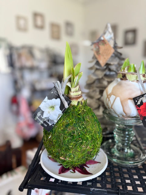 Amaryllis  Bulb - White Bloom / Spanish Moss