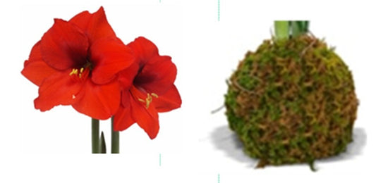 PRE-ORDER Amaryllis 5A: Early November - Red Bloom with Spanish Moss