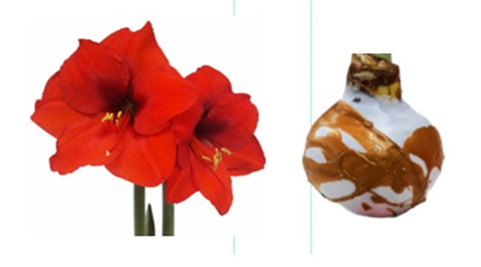 PRE-ORDER Amaryllis 1A: Early November - Red Bloom with Gold & White Splatter Wax