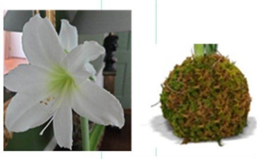PRE-ORDER Amaryllis 2A: Early November - White Bloom with Spanish Moss
