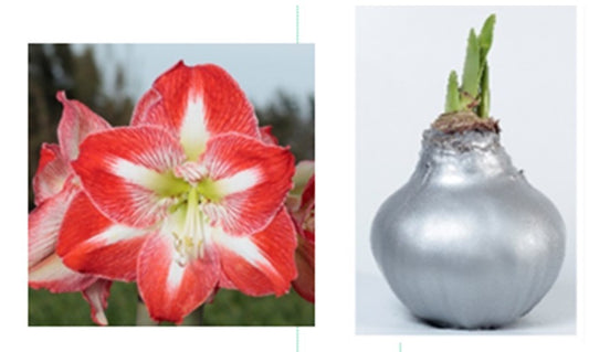 PRE-ORDER Amaryllis 3A: Early November - Minerva Bloom with Silver Lacquer Wax
