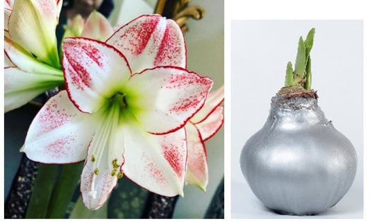 PRE-ORDER Amaryllis 4A: Early November - Picasso Bloom with Silver Wax