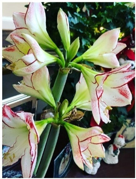 PRE-ORDER Amaryllis 4C: Mid-December - Picasso Bloom with Silver Wax