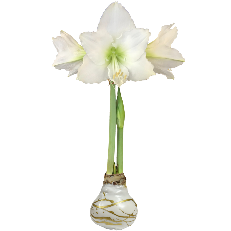 Amaryllis  Bulb - White Bloom / Gold Splatter Wax