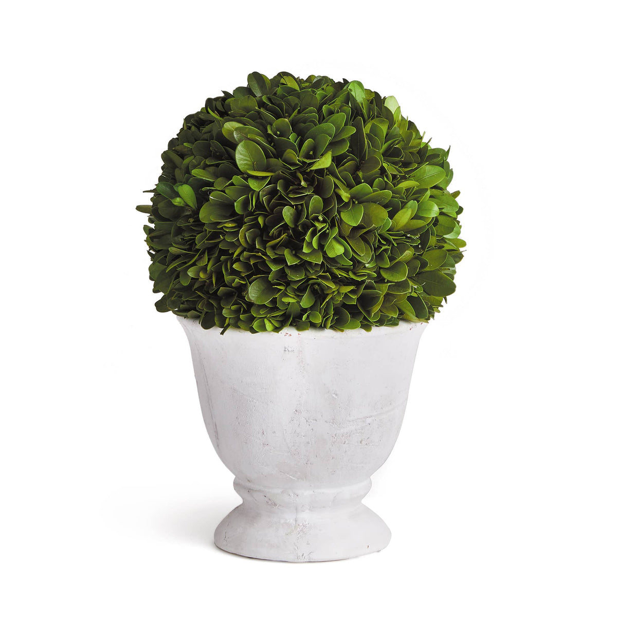 Topiary - Boxwood Ball in White Pot