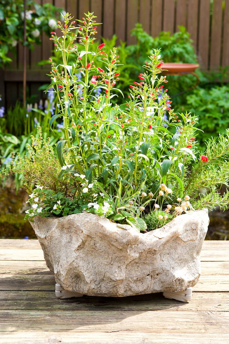Planter - Pot Toes