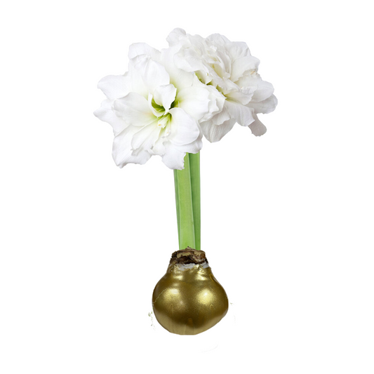 Amaryllis Bulb 3C - Double White Bloom / Gold Wax - PICKUP EARLY DECEMBER