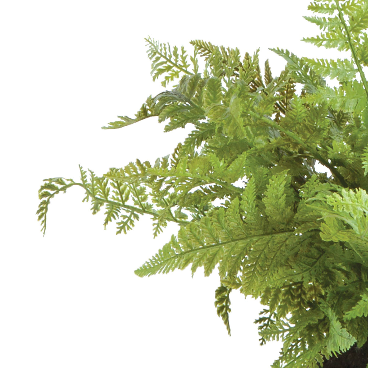 Drop-In - Soft Fern 10.5"