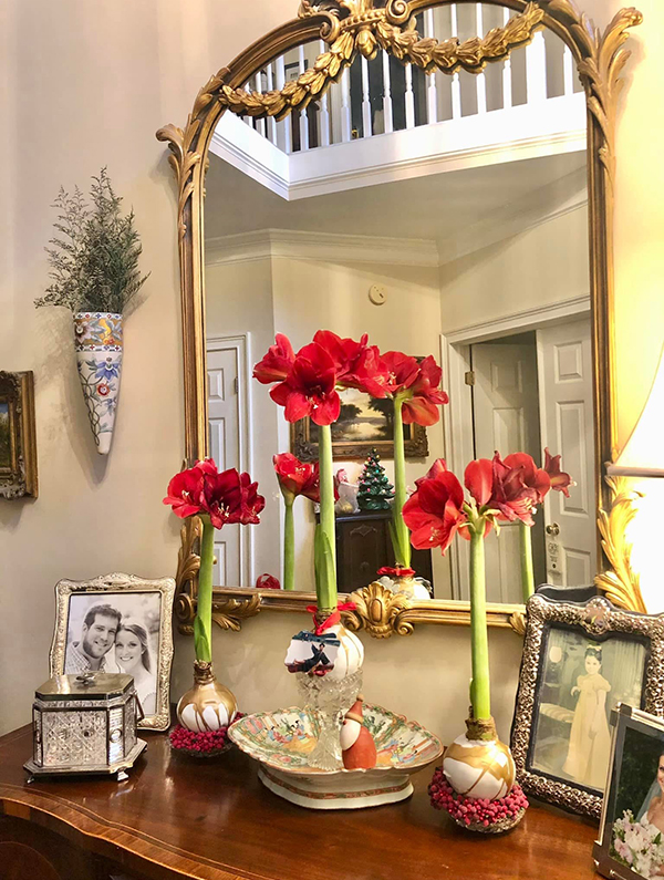 Amaryllis Bulbs